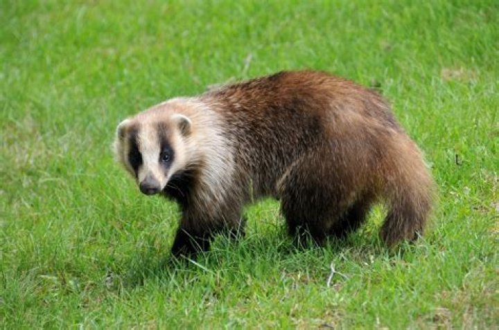 How does a badger look like?