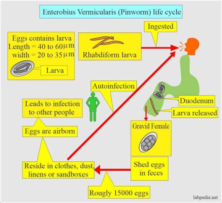 How does enterobius vermicularis infect humans?