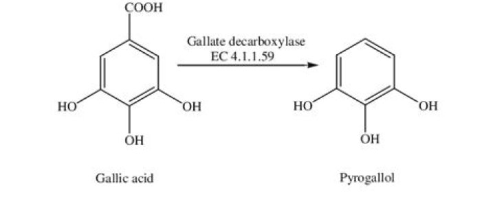 How does pyrogallol work?
