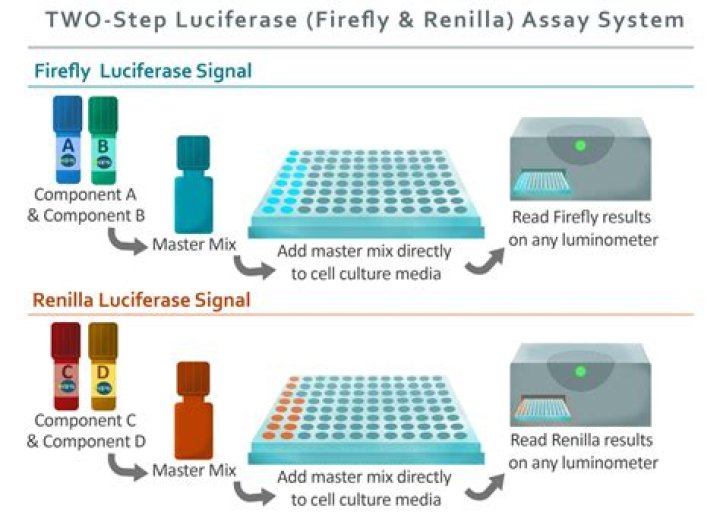 How does renilla luciferase work?