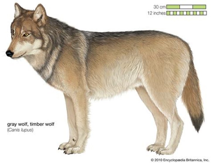 How does wolfsbane affect wolves?