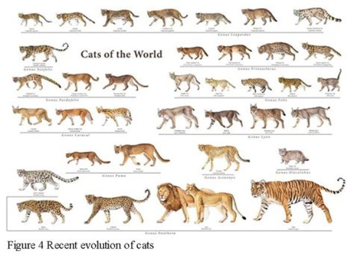 How domesticated cats evolve?