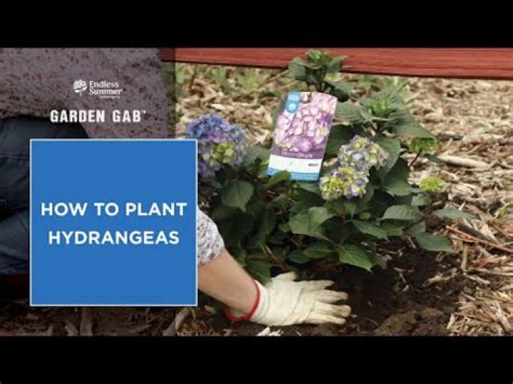 How far apart to plant panicle hydrangea?