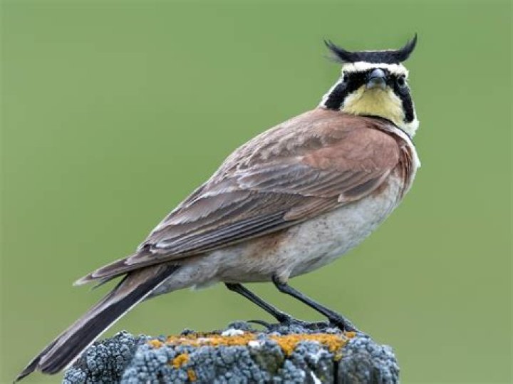 How high can a horned lark fly?
