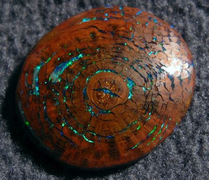 How is opalized wood formed?