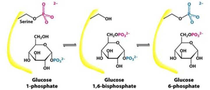 How is phosphoglucomutase produced?