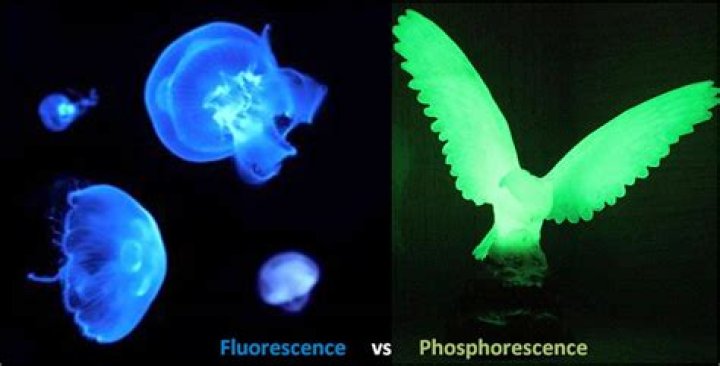How is phosphorescence different from fluorescence?