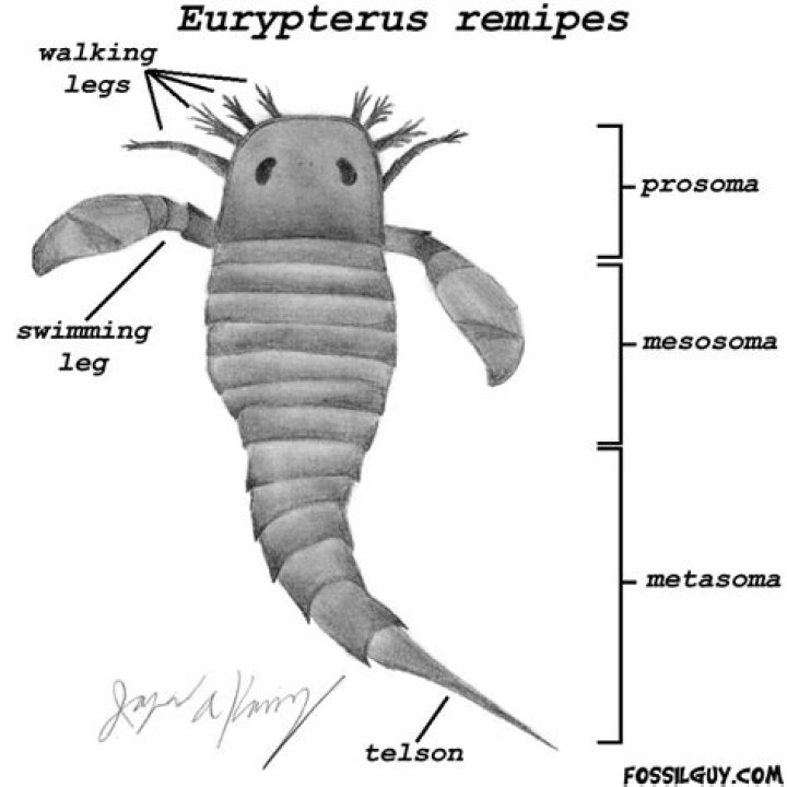 How long did eurypterids live?