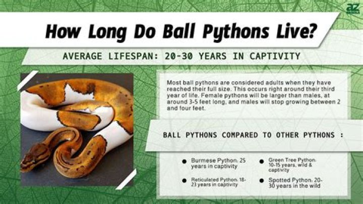 How long do ball pythons live?