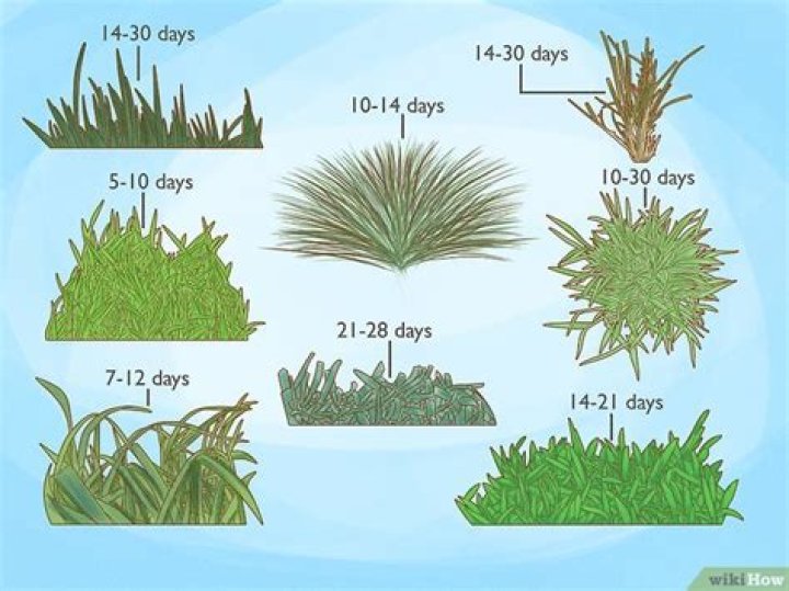 How long does phalaris take to germinate?