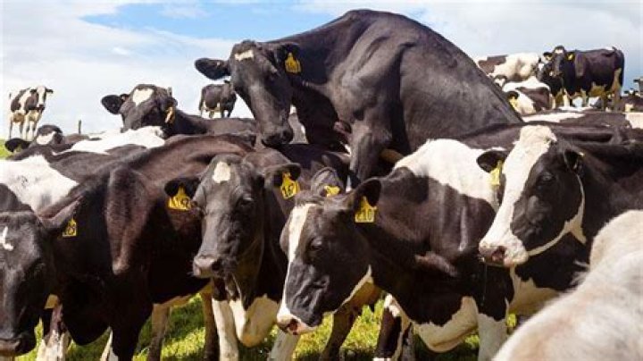 How long is a cow in standing heat?