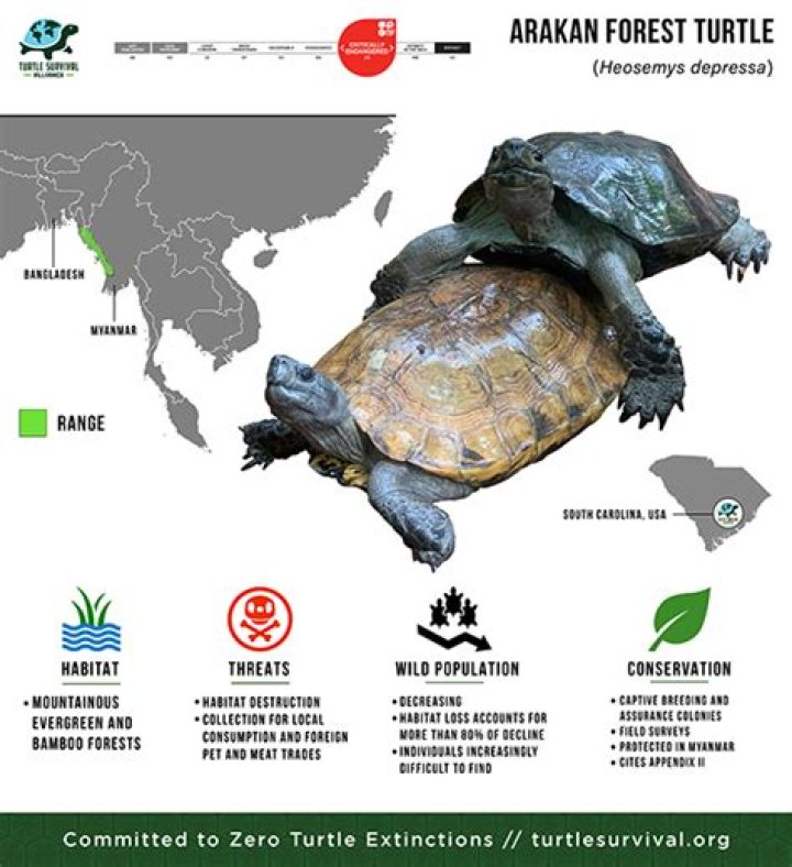 How many arakan forest turtles are left?