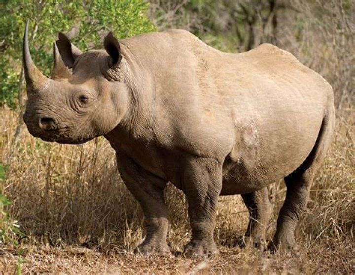How many horned does rhinoceros have?