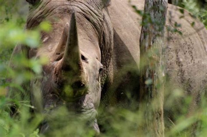 How many imperiled species are there?