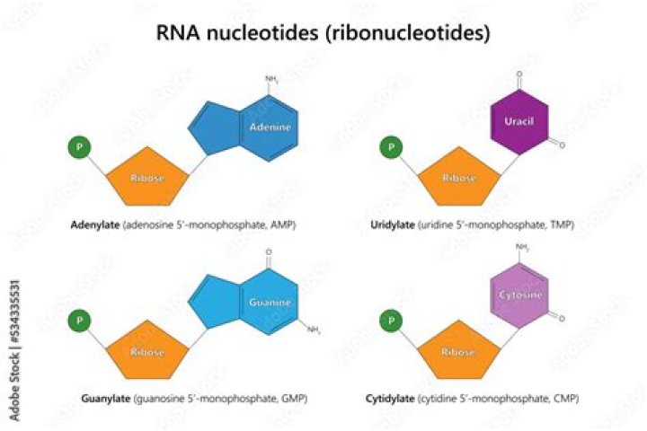How many ribonucleotides in nucleotides?