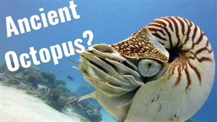 How many species of nautiluses?