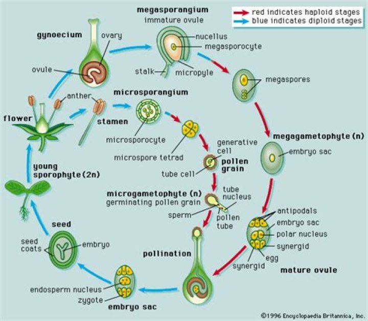 How megagametophyte is produced?
