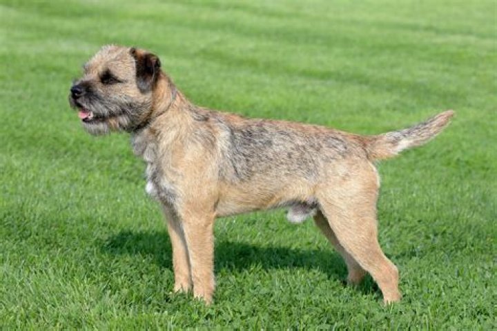 How much are border terriers?