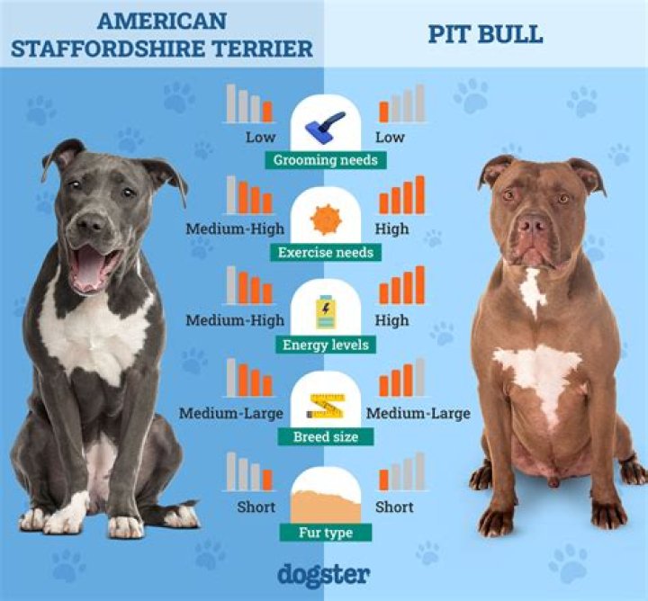 How much is a staffordshire bull terrier?