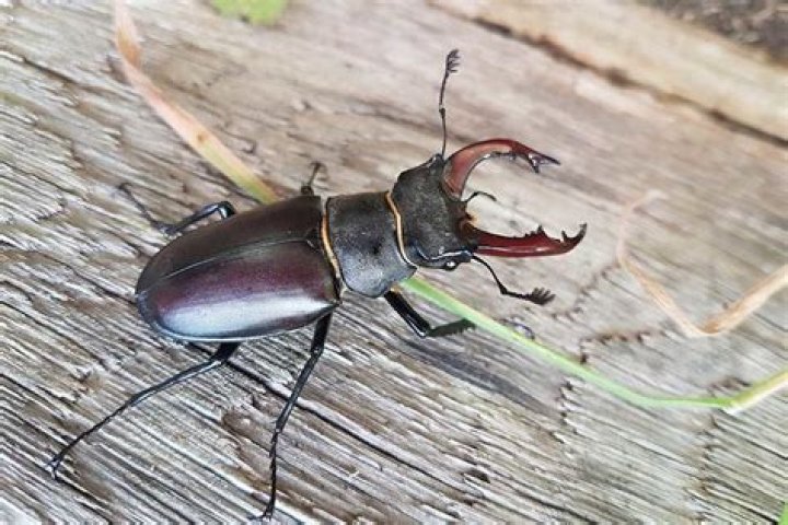 How much is stag beetle in nigeria?
