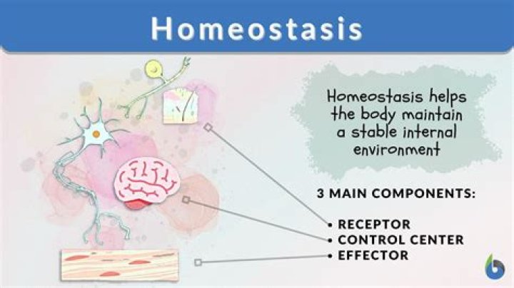 How nervous system maintains homeostasis?