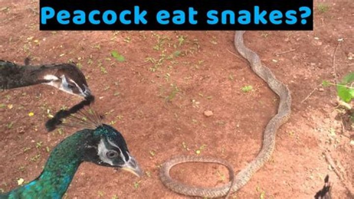 How peacock eat snake?