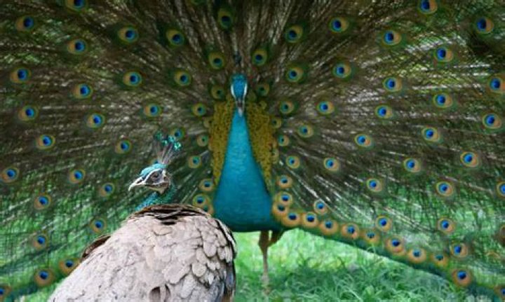 How peafowl look like?