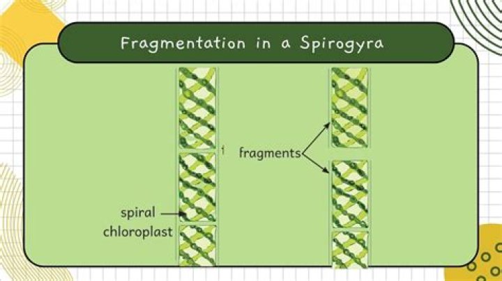 How spirogyra reproduce by fragmentation?