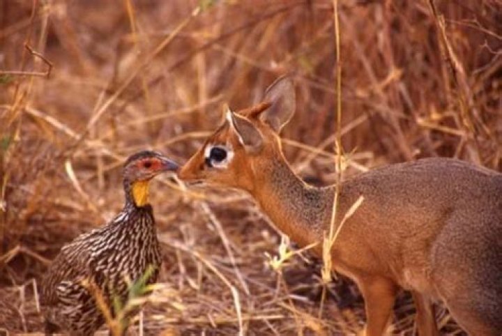 How tall are dik dik?