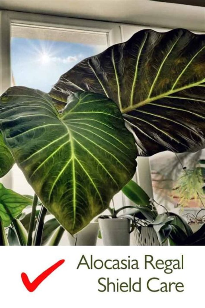 How to care for alocasia regal shield?
