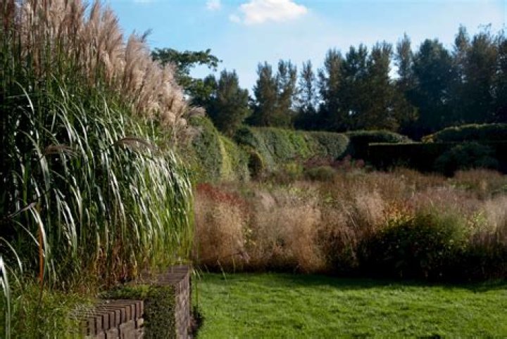 How to care for maiden grass?