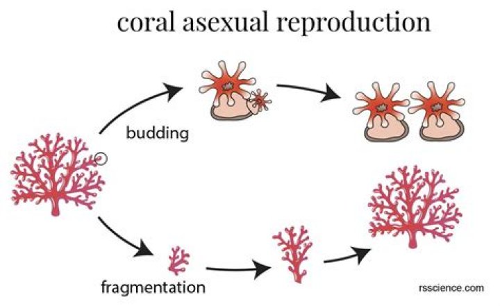 How to corals reproduce?