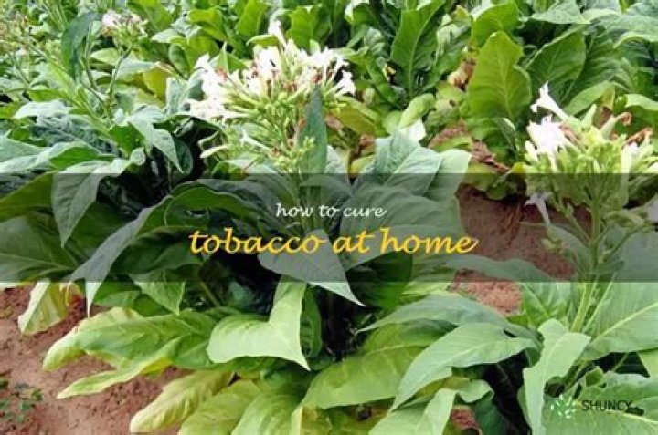 How to cure tobacco at home?