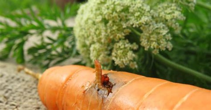 How to get rid of wireworms naturally?