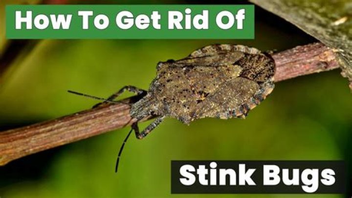 How to get rid stink bugs home remedy?