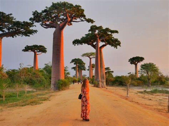 How to get to avenue of the baobabs?
