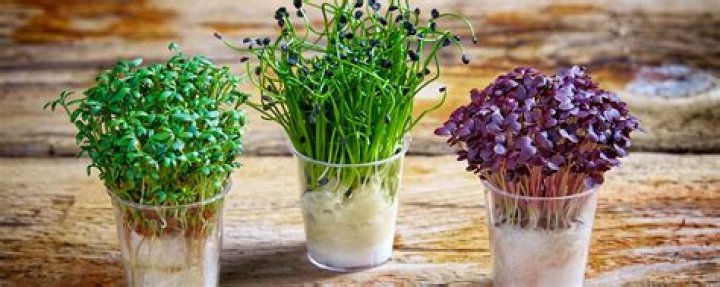 How to grow cress?