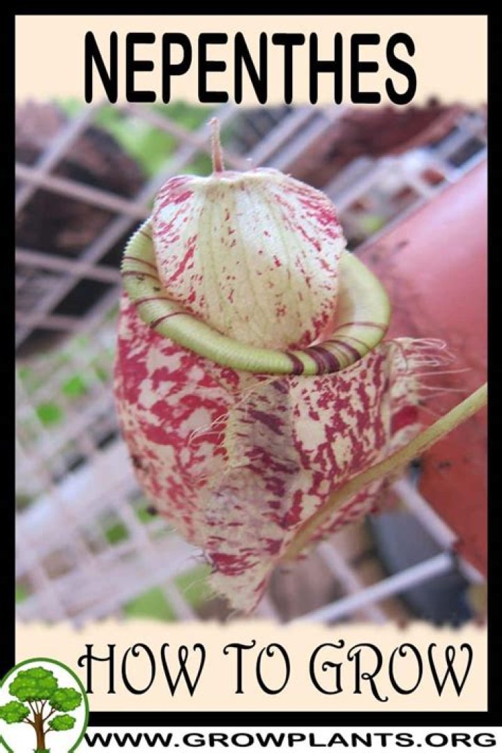 How to grow nepenthes?