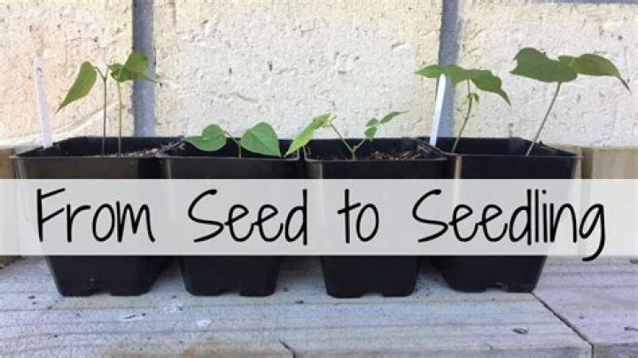 How to grow snail vine from seed?