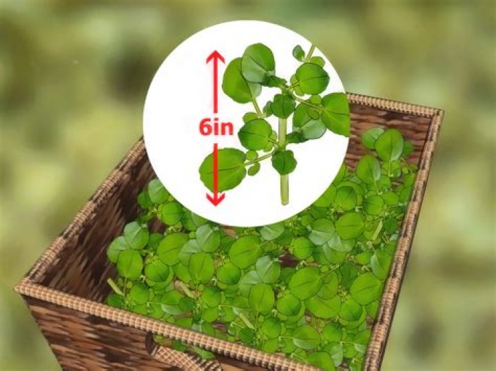 How to grow watercress at home?