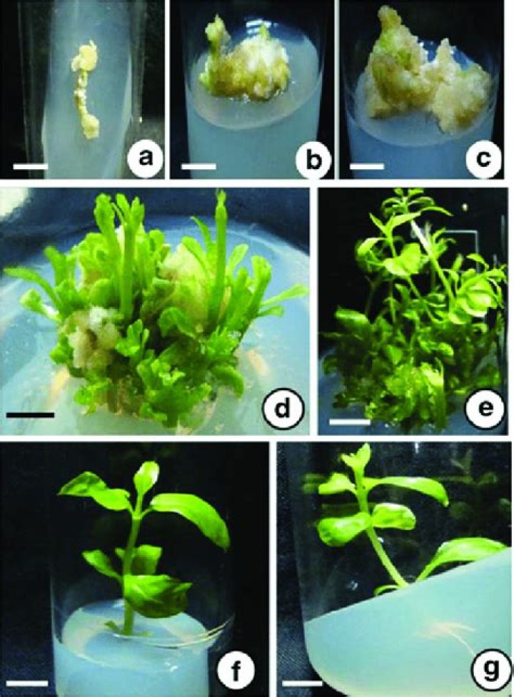 How to induce callus from explants?