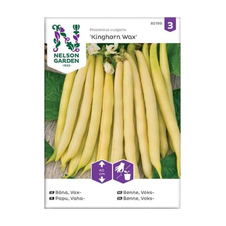 How to plant kinghorn wax?