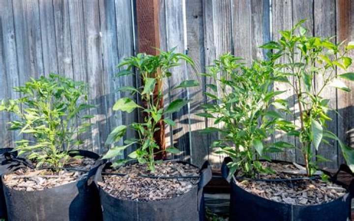 How to raise pepper plants?