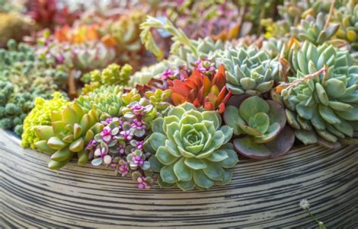 How to raise succulents?