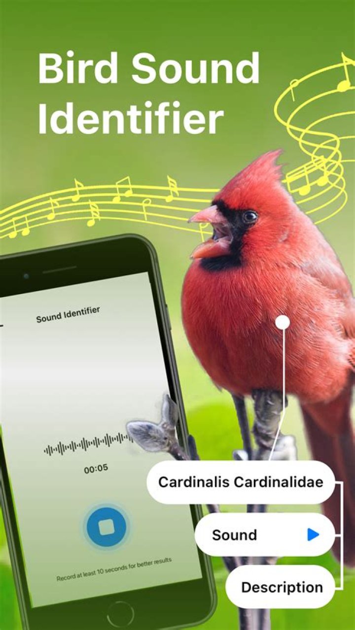 How to recognise bird song app?