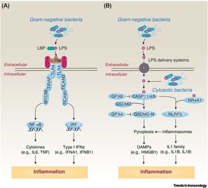 How to remove lipopolysaccharide?