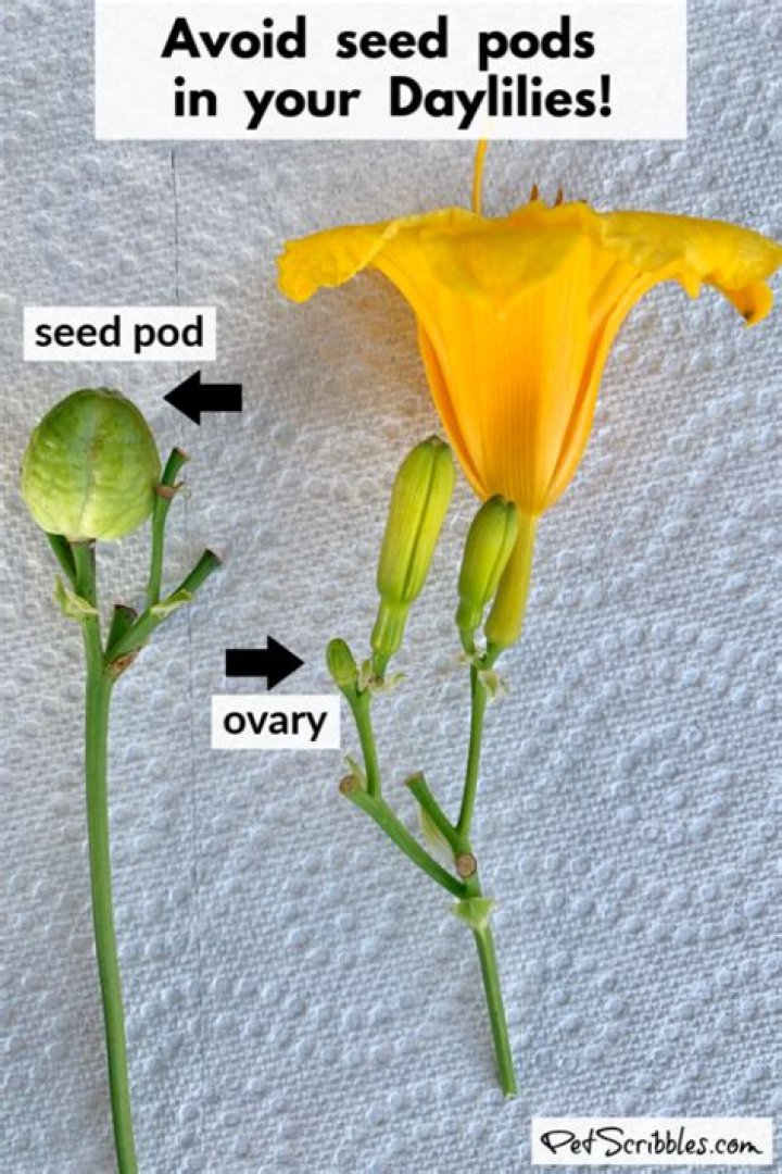How to remove seed pods from irises?
