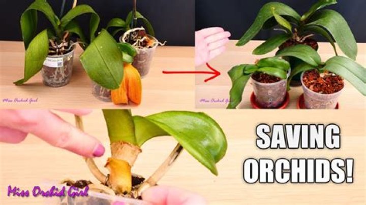 How to save rootless orchid?