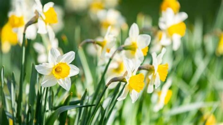 How to store daffodil bulbs australia?
