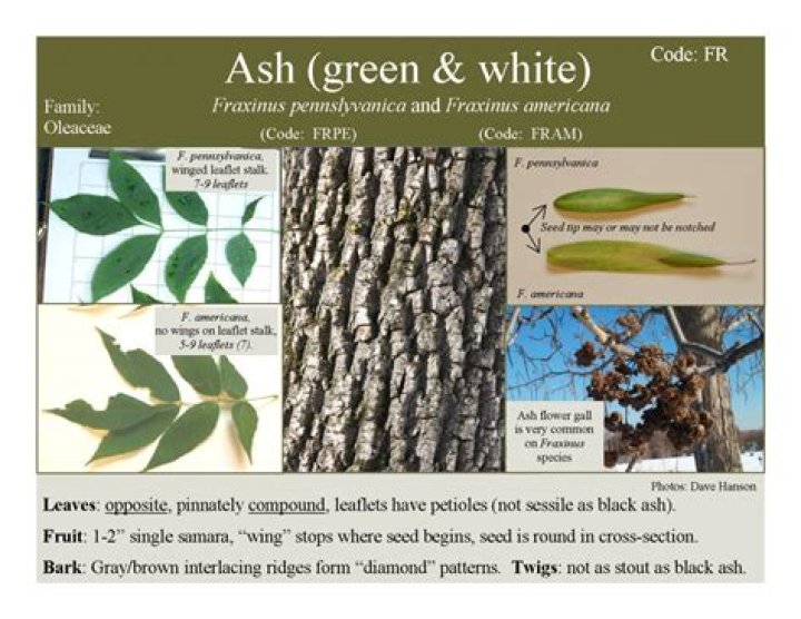 How to tell white ash from green ash?